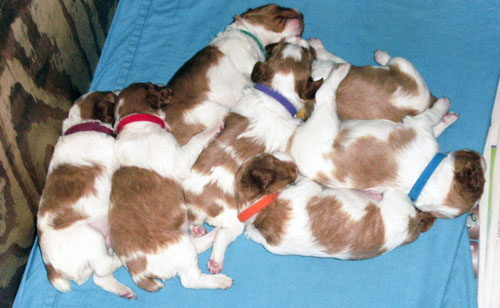 Lilly Roc puppies May 13